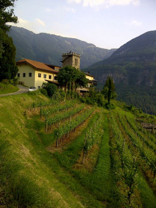 trentino alto adige, bolzano, azienda vinicola, vino italiano, vino rosso, vino bianco