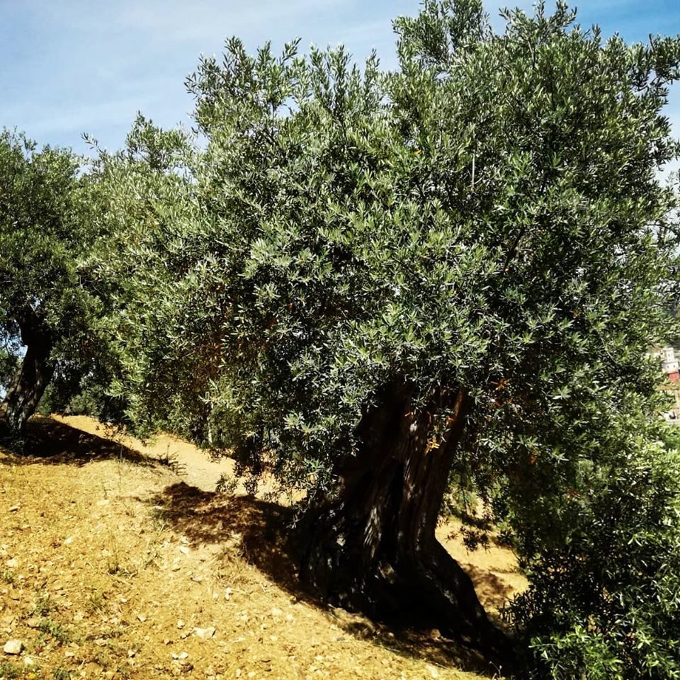 calabria, corigliano, azienda agricola, olio evo, olio di oliva, mandarini, agrumi