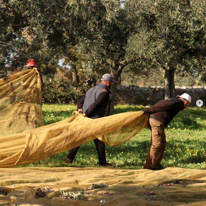 puglia, bari, olio pugliese, olio extravergine, olio biologico, olio d'oliva, olio evo